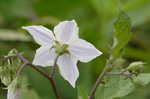 Horse nettle